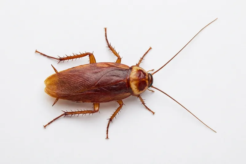 Cucaracha americana (Periplaneta americana): grande, marrón rojiza, banda amarilla detrás de la cabeza