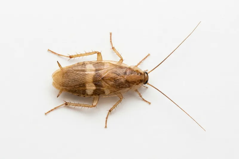 Cucaracha de banda marrón (Supella longipalpa): pequeña, con dos bandas claras en las alas