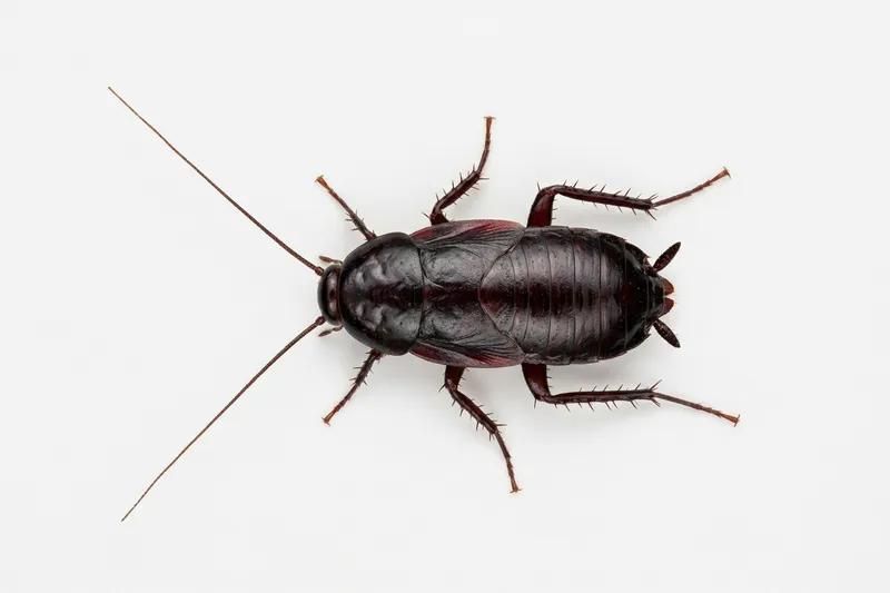 Cucaracha oriental (Blatta orientalis): marrón oscuro brillante o negra, alas cortas